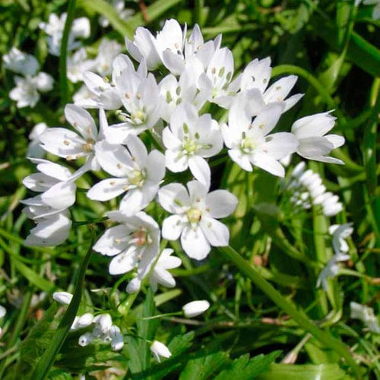 Allium (Zierlauch) 'Cowanii'